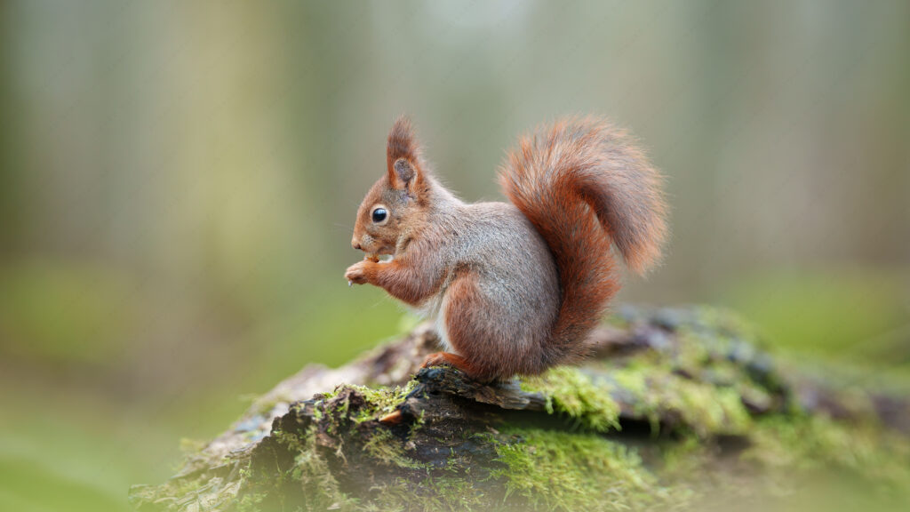 Home DSC08447 DxO DeepPRIME 3 1024x576