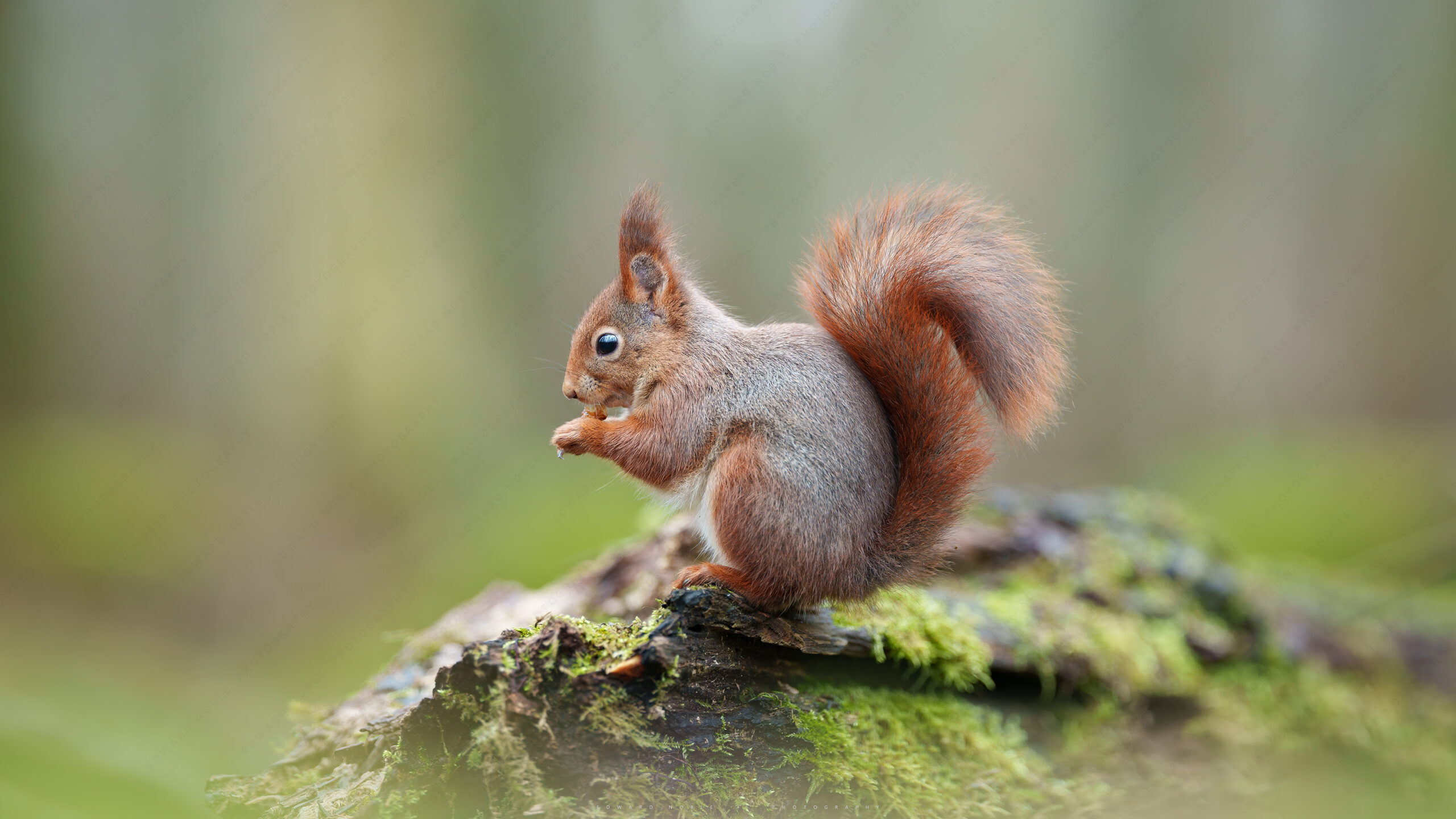 Squirrels