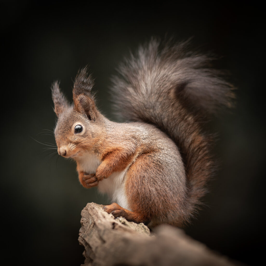 Squirrels