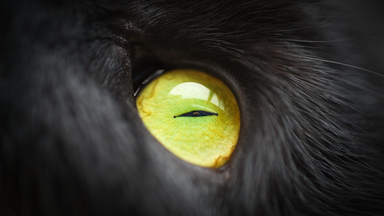 cats eye