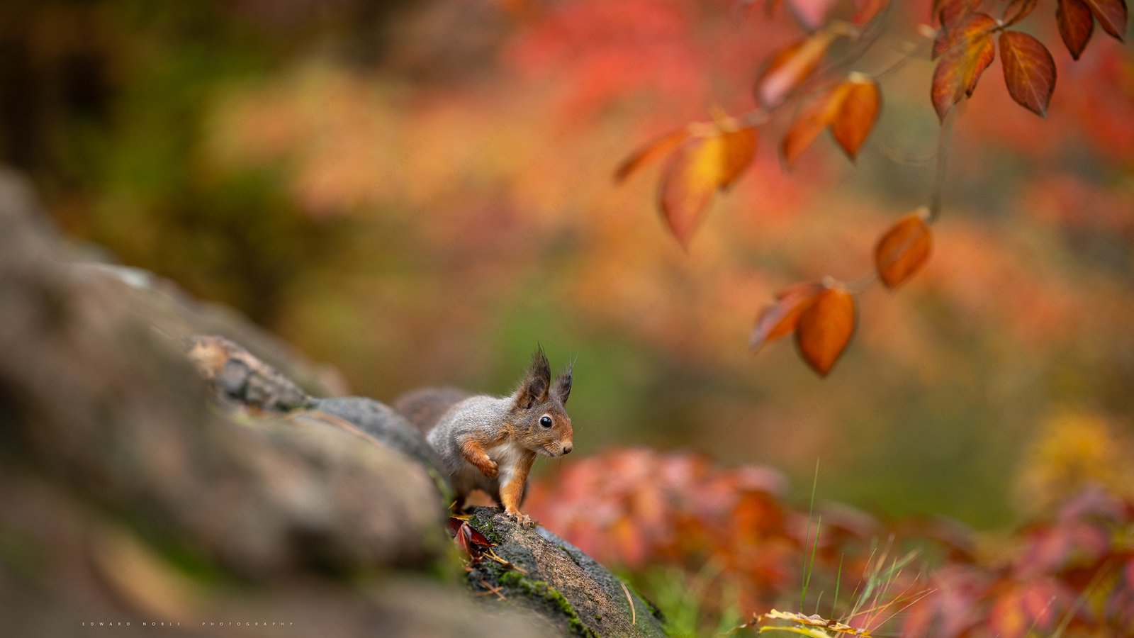 autumn leaves